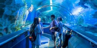 Hành trình khám phá thế giới đại dương tại thủy cung Aquaria KLCC Malaysia